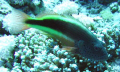   Fish perching coral  